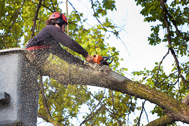 How Our Tree Care Process Works  in  East Alton, IL